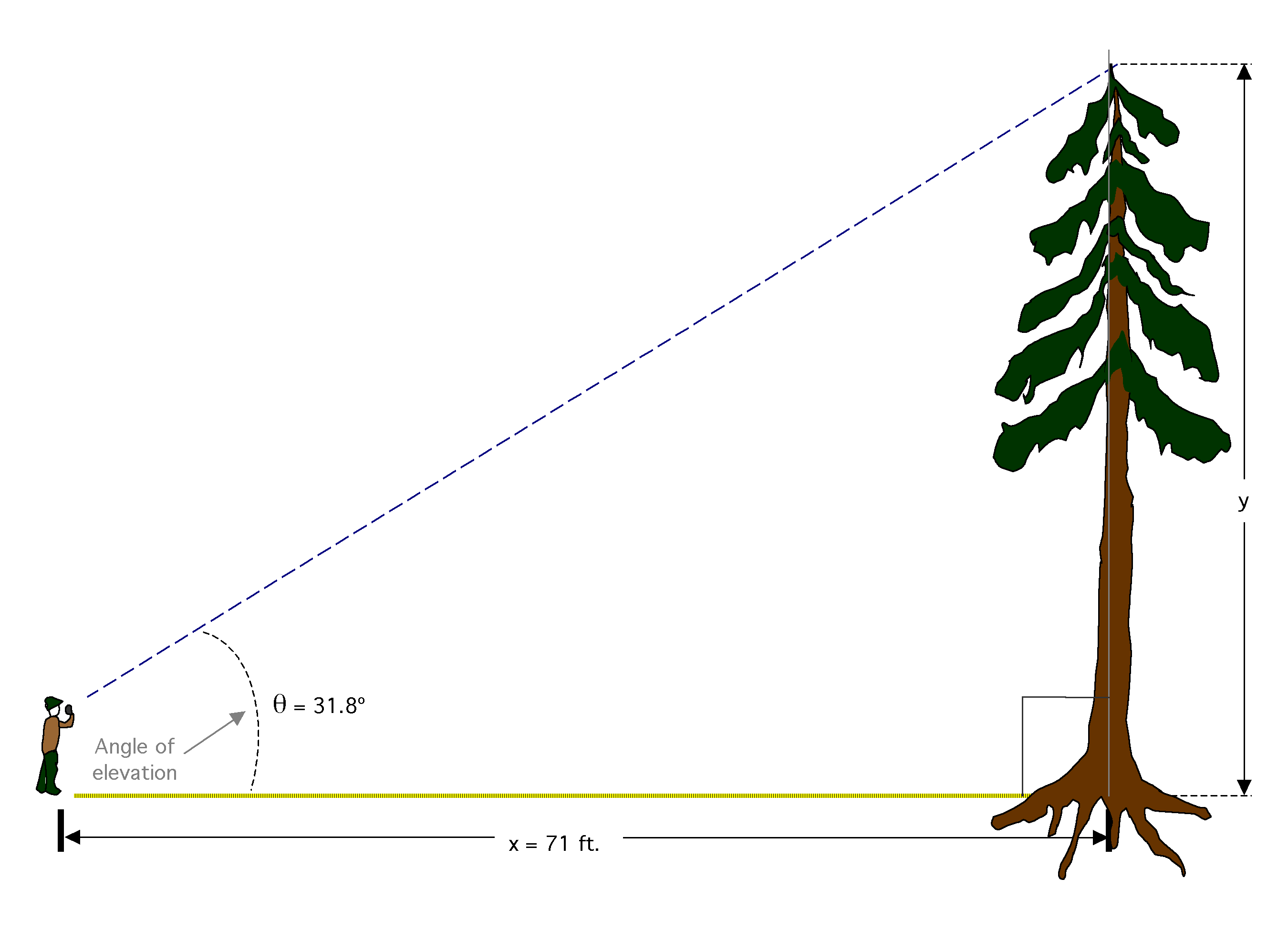 Measure the height of a tree with trig